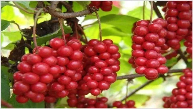 五味子种植效益分析 | 农业养殖资讯