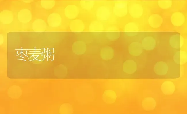 枣麦粥 | 养殖资讯