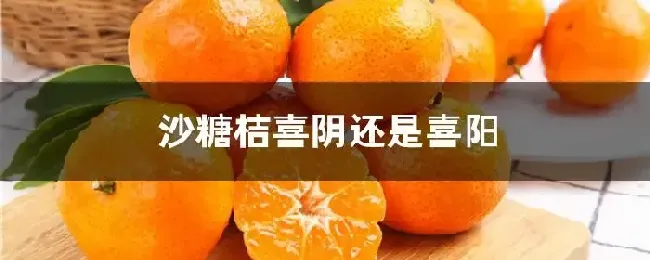 沙糖桔喜阴还是喜阳