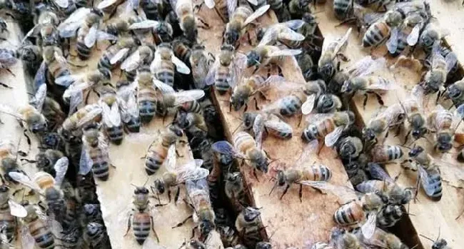 意蜂春繁技术管理诀窍是什么