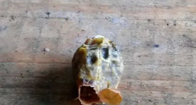 急造王台一般几天封盖？