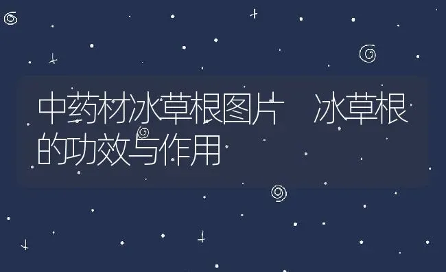 中药材冰草根图片 冰草根的功效与作用 | 养殖资料投稿