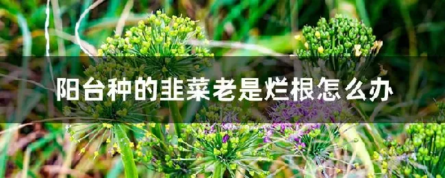 阳台种的韭菜老是烂根怎么办