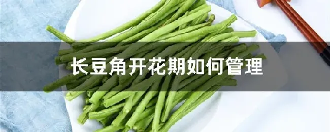 长豆角开花期如何管理