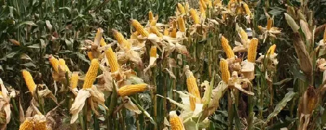松科709玉米品种介绍