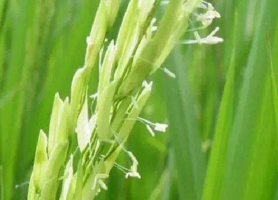 种植前景|稻子亩产量一般多少斤 常规水稻的亩产量