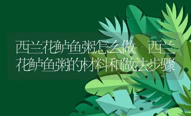 西兰花鲈鱼粥怎么做 西兰花鲈鱼粥的材料和做法步骤 | 养殖资讯