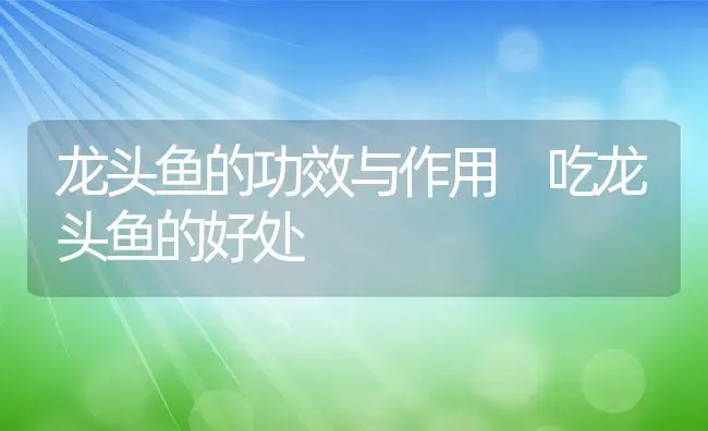 龙头鱼的功效与作用 吃龙头鱼的好处 | 养殖资料投稿