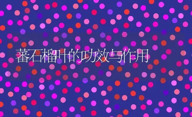 蕃石榴叶的功效与作用 | 养殖资料投稿