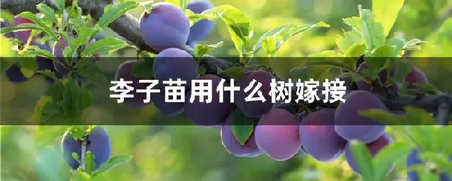 李子苗用什么树嫁接