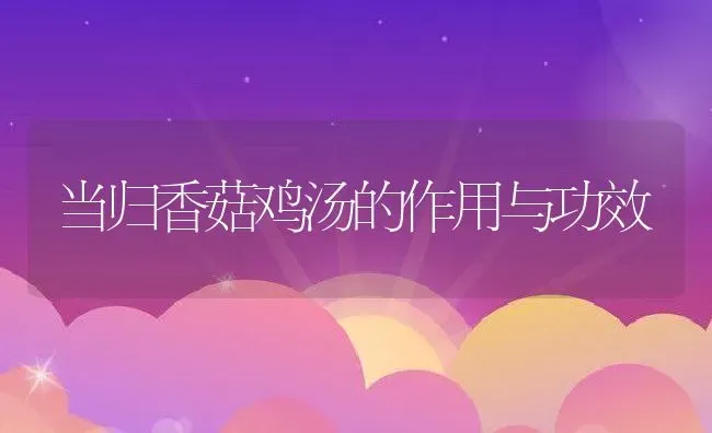 当归香菇鸡汤的作用与功效 | 养殖资料投稿
