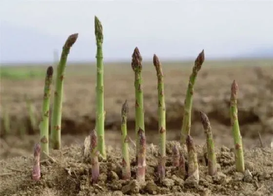 种植前景|种植芦笋赚钱吗 一亩利润与经济效益怎么样