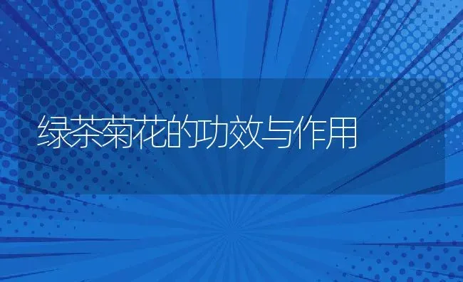 绿茶菊花的功效与作用 | 养殖资料投稿