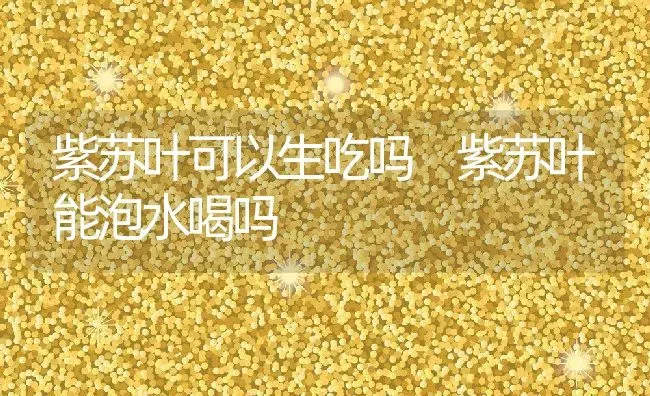 紫苏叶可以生吃吗 紫苏叶能泡水喝吗 | 养殖资料投稿