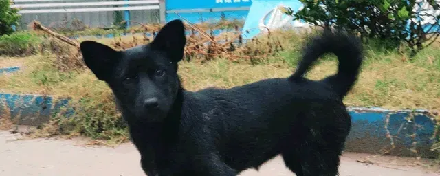 狗肉多少钱一斤