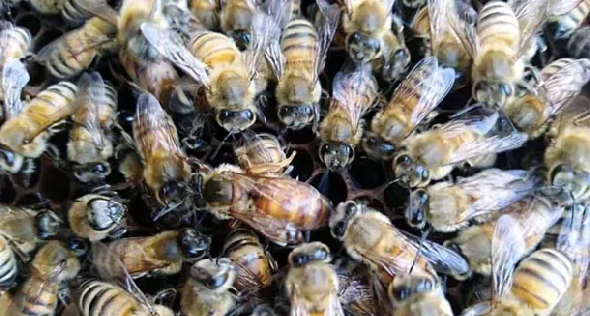 意蜂春繁技术管理诀窍是什么