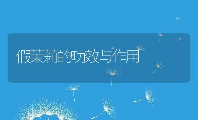 假茉莉的功效与作用 | 养殖资料投稿
