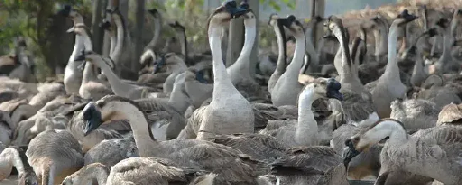 养鹅都打什么疫苗