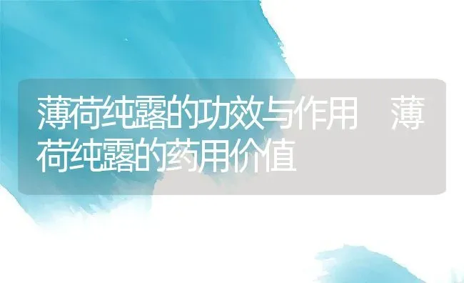 薄荷纯露的功效与作用 薄荷纯露的药用价值 | 养殖资料投稿