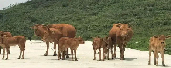 黄牛不吃精料怎么办