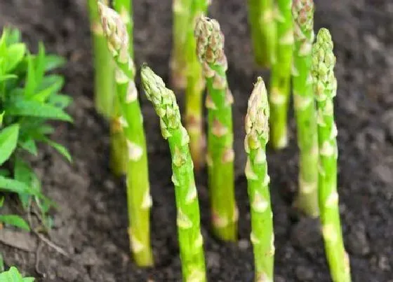 种植前景|种植芦笋赚钱吗 一亩利润与经济效益怎么样