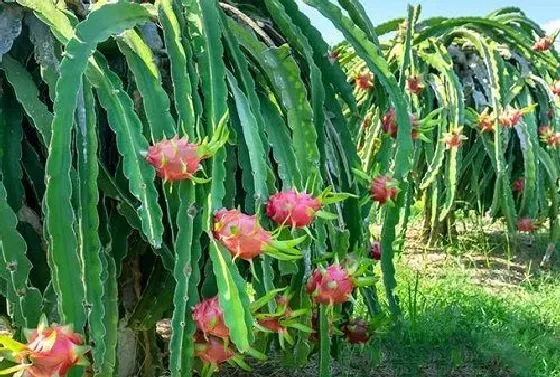 种植前景|火龙果种植条件 对气温气候及区域地理的要求