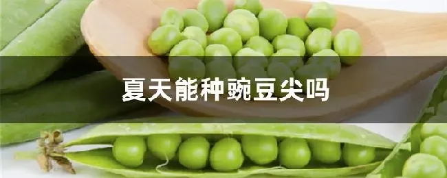 夏天能种豌豆尖吗