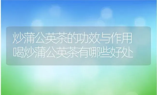 炒蒲公英茶的功效与作用 喝炒蒲公英茶有哪些好处 | 养殖资料投稿