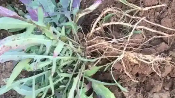 曲麻菜根泡水喝的功效与作用