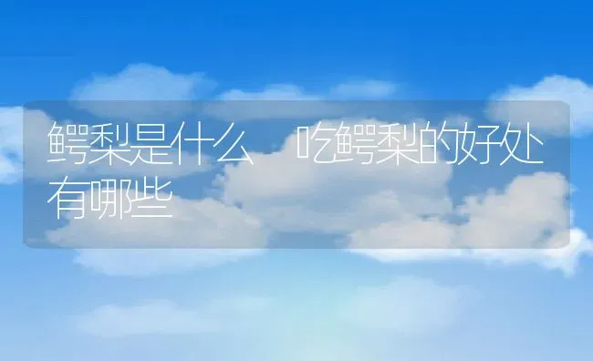 鳄梨是什么 吃鳄梨的好处有哪些 | 养殖资料投稿