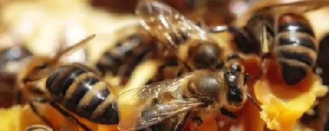 蜂群怎么合并不打架？