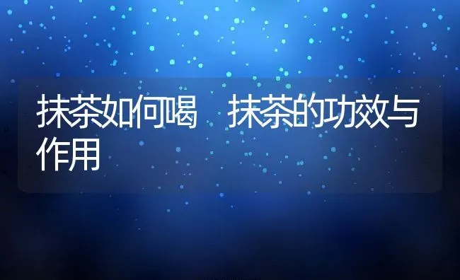 抹茶如何喝 抹茶的功效与作用 | 养殖资料投稿