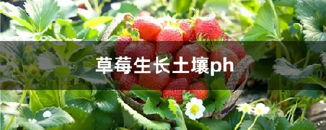 草莓生长土壤ph