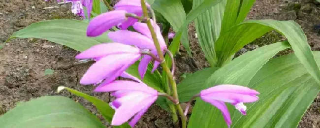 白芨的开花时间？