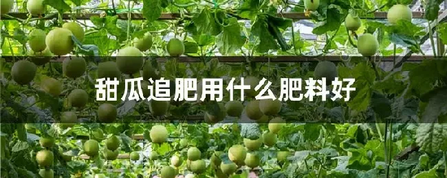 甜瓜追肥用什么肥料好