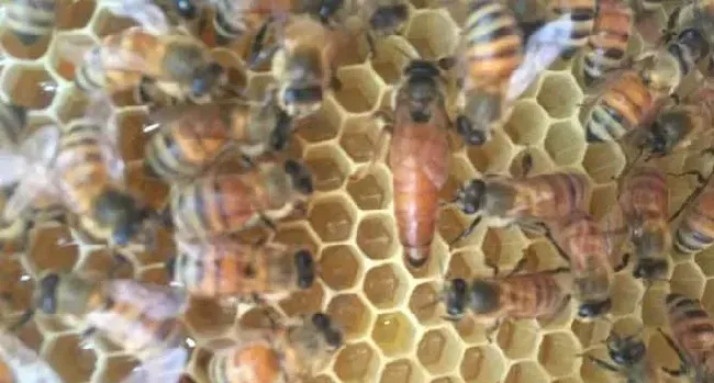 意蜂春繁技术管理诀窍是什么