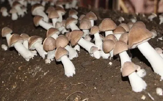 种植前景|种植食用菌赚钱吗 种植成本利润及前景分析
