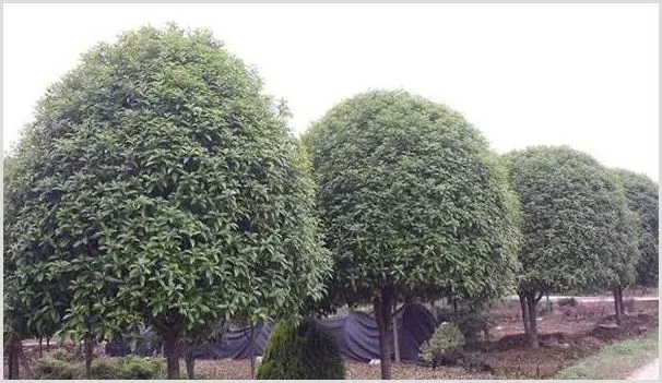 桂花树多少钱一棵？有哪些用途？种植前景好不好？ | 养殖项目前景