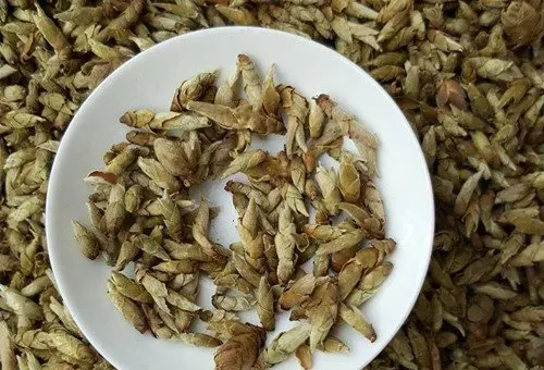 野生芽孢茶的功效与作用 喝野生芽孢茶的好处