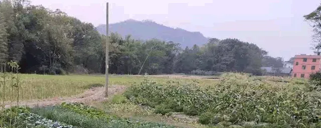 农村养殖业什么赚钱