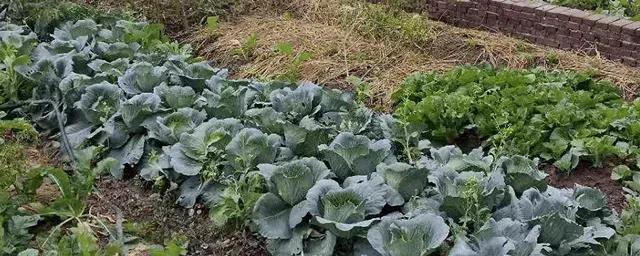 3月份蔬菜种植指导