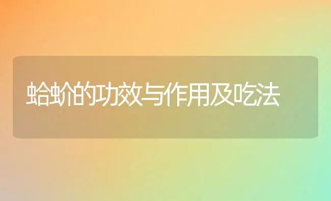 蛤蚧的功效与作用及吃法 | 养殖资料投稿