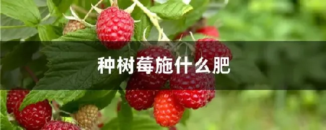 种树莓施什么肥