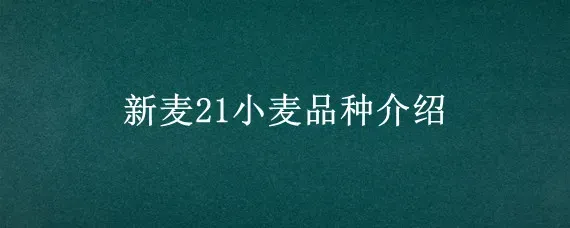 新麦21小麦品种介绍