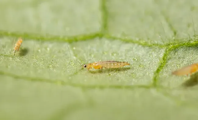 蓟马虫害用什么农药效果好？