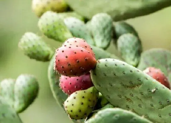 种植前景|种植仙人掌赚钱吗 种植利润与前景如何