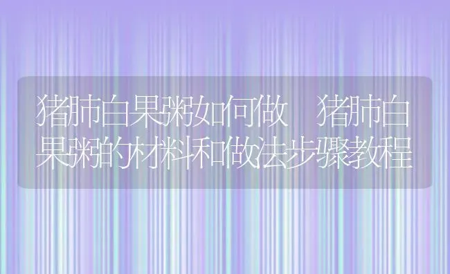 猪肺白果粥如何做 猪肺白果粥的材料和做法步骤教程 | 养殖资讯