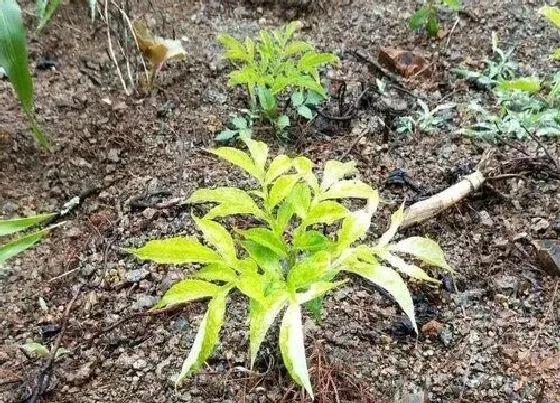 种植前景|魔芋产量高吗 亩产量多少