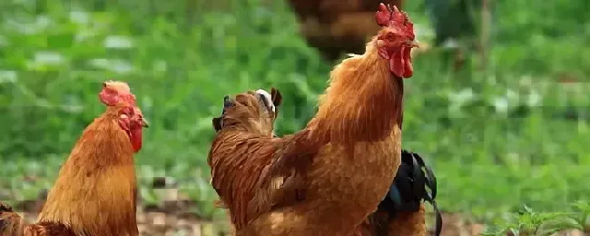 养鸡需要打预防针吗