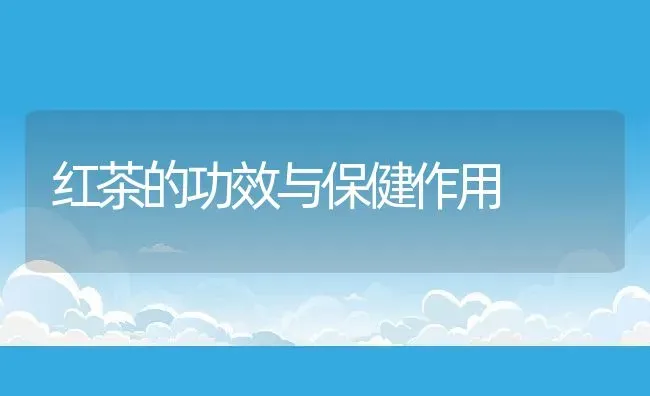 红茶的功效与保健作用 | 养殖资料投稿